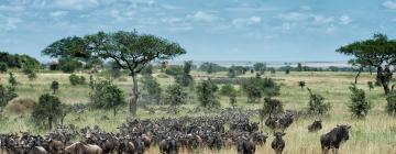 Serengeti的低价酒店