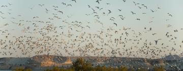 Sir Bani Yas Island的度假村