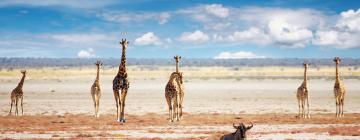 Etosha National Park的山林小屋