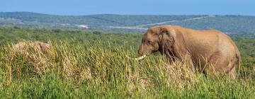 Addo Elephant Park的带泳池的酒店