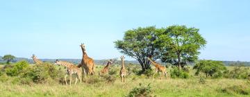 Nairobi National Park的山林小屋