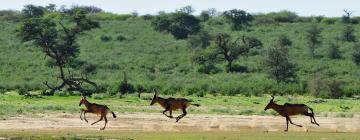 Kgalagadi Transfrontier Park的酒店