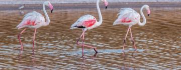 Nature Reserve Ria Formosa 的乡村别墅