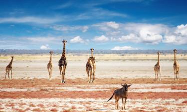 Etosha National Park的豪华帐篷营地