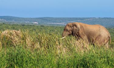 Addo Elephant Park的带泳池的酒店