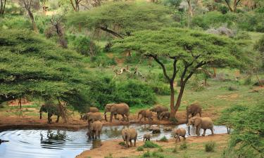Samburu National Reserve的山林小屋