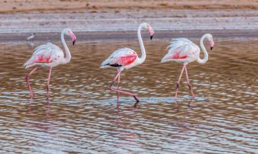 Nature Reserve Ria Formosa 的海滩短租房