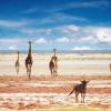 Etosha National Park的木屋