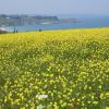 Belle Île en Mer的住宿加早餐旅馆