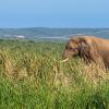 Addo Elephant Park的木屋