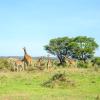 Nairobi National Park的豪华帐篷