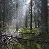 Bialowieza National Park的公寓