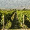 Wine Route Mendoza的山林小屋