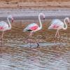 Nature Reserve Ria Formosa 的住宿加早餐旅馆