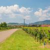 Alsace Wine Route的别墅