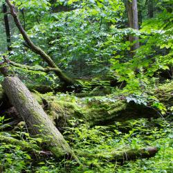 Los Alcornocales Natural Park