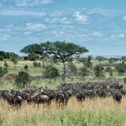 Serengeti 20家山林小屋