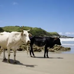 Wild Coast 59家旅馆