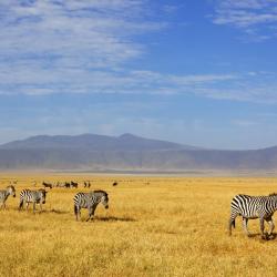 Ngorongoro 5家豪华帐篷