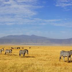 Ngorongoro 5间山林小屋