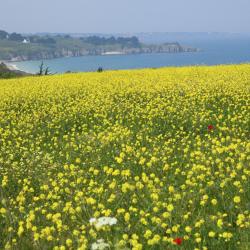 Belle Île en Mer 8家住宿加早餐旅馆