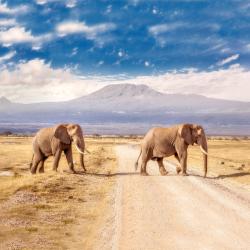 Amboseli National Park  9家豪华帐篷