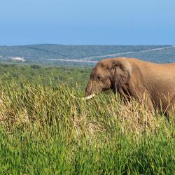 Addo Elephant Park 32家木屋