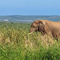 Addo Elephant Park 18家旅馆
