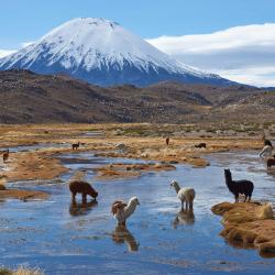 Arica y Parinacota