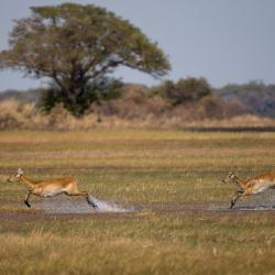 Kafue National Park 3家豪华帐篷营地