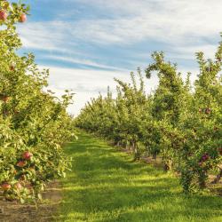 Annapolis Valley