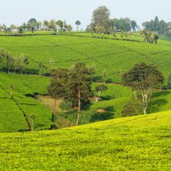 Kericho 4家住宿加早餐旅馆