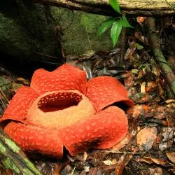 Bengkulu Province 3家旅馆