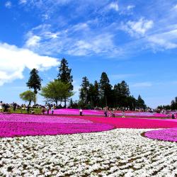 崎玉县 7家露营地