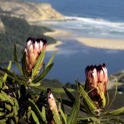 Garden Route