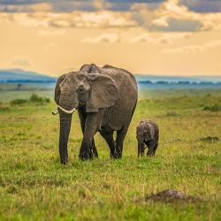 Maasai Mara National Reserve 5家乡村别墅