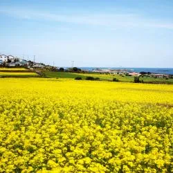 济州岛