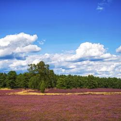 Luneburg Heath