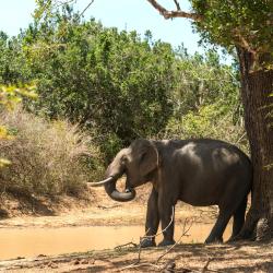 Yala National Park 15家木屋