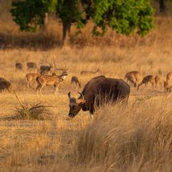 Pench National Park