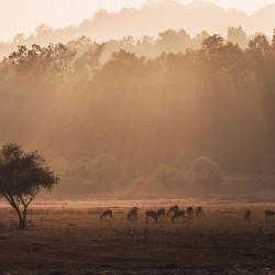 Kanha National Park