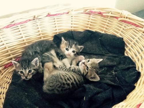 I miei gattini